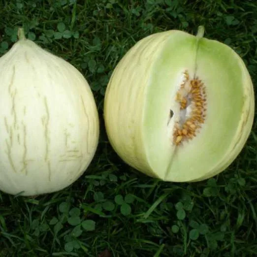ZuckermeloneHógolyó