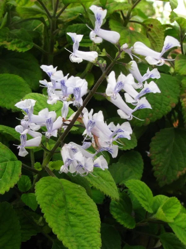 Zulu-Plectranthus – Plectranthus zuluensis