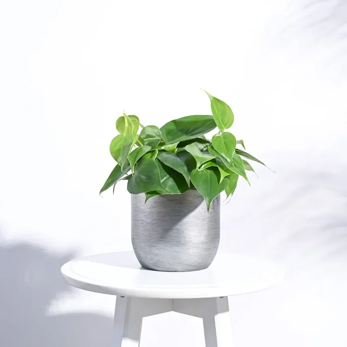 Zuri Planter Ball Retro
