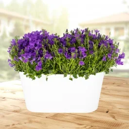 Zwei lila Glockenblumen + gratis DUO-Topf | +/- 20-25 cm | ø 12 cm | Campanula
