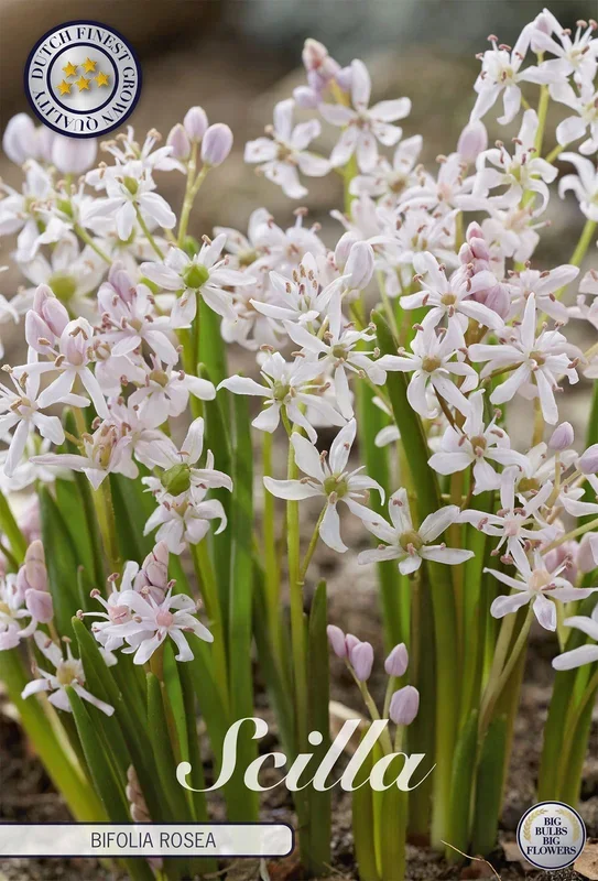 Zweiblättriger Blaustern (10 Stück)