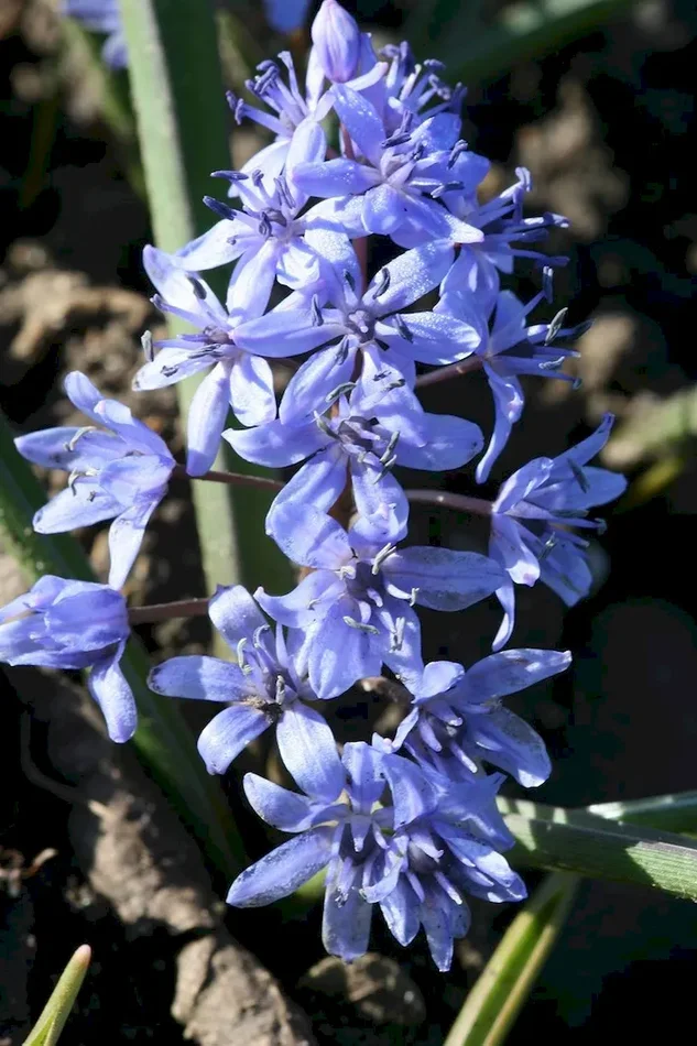 Zweiblättriger Blaustern, Scilla bifolia
