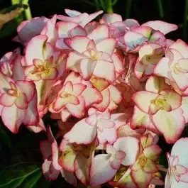 Zweifarbige Ball-Hortensie (Hydrangea macrophylla) You&Me® Miss Saori(s)