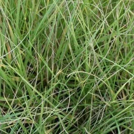 Zwenkgras (Festuca mairei)