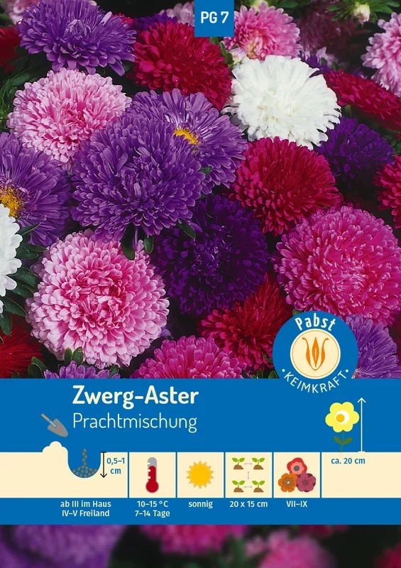 Zwerg – Aster Prachtmischung