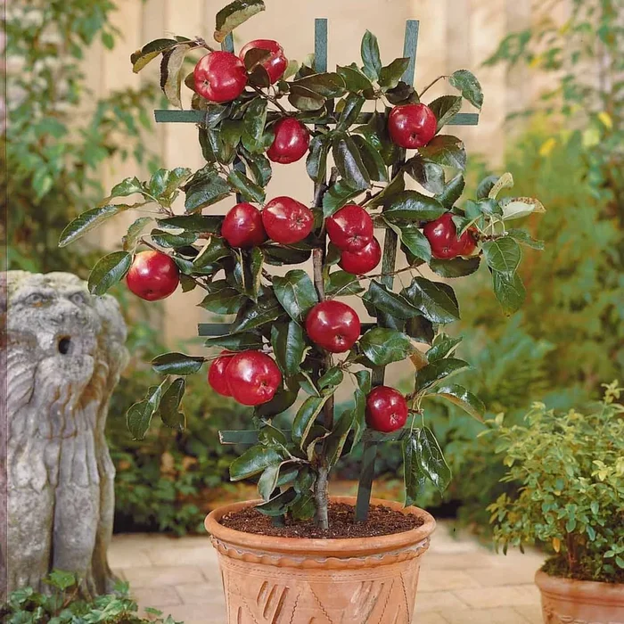 Zwerg-Apfelbaum Red Spur Delicious