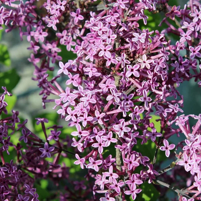Zwerg-Duft-Flieder ‚Bloomerang Dark Purple‘