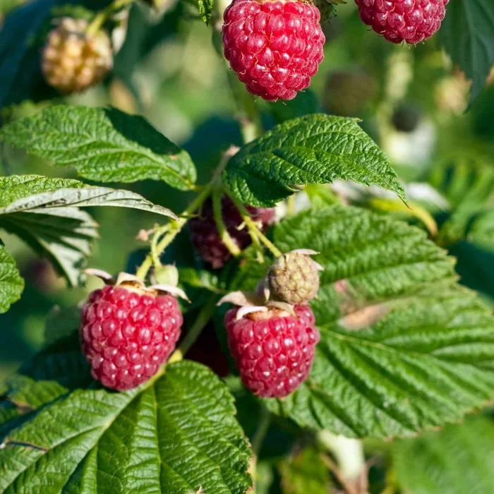 Zwerg-Himbeere Sweet Sister‘