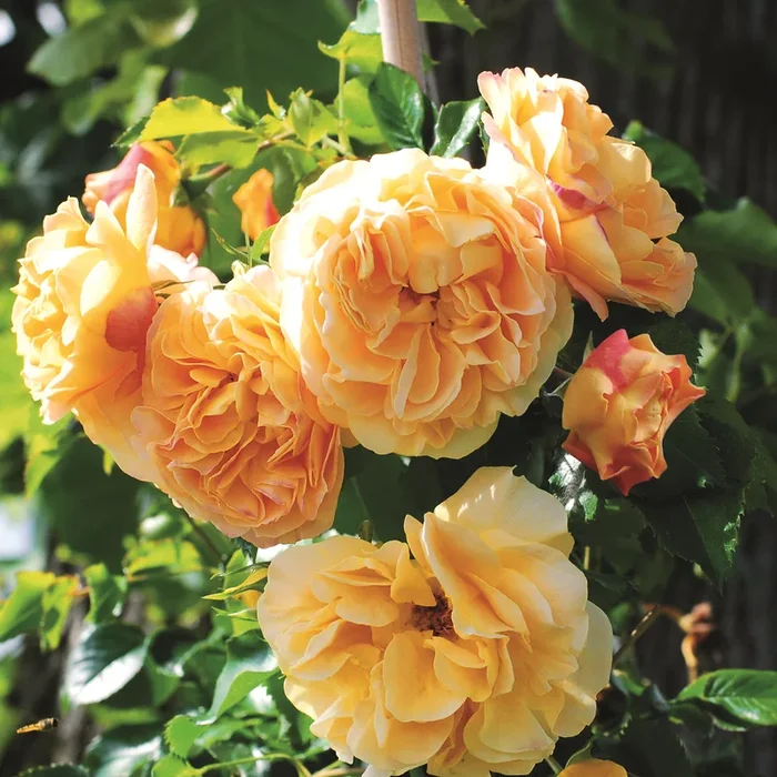 Zwerg-Kletterrose ‚Starlet® Rose Lizzy‘