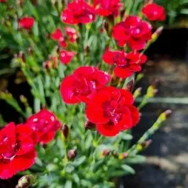 Zwerg-Nelke (Dianthus cultivar) Merci Fleuri