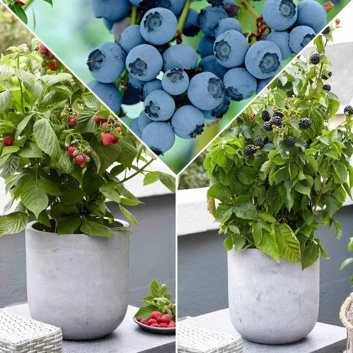 Zwerg-Obststrauch Mischung (Brombeere, Himbeere, Blaubeere)