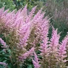 Zwerg-Prachtspiere (Astilbe chinensis var. pumila)