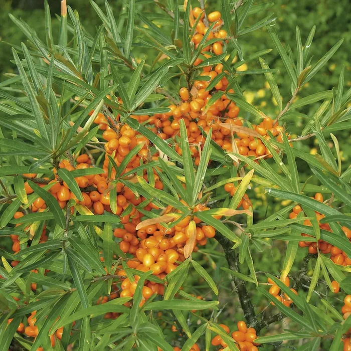 Zwerg-Sanddorn, männliche Pflanze Hippophae rhamnoides – Bestellnummer 3301171