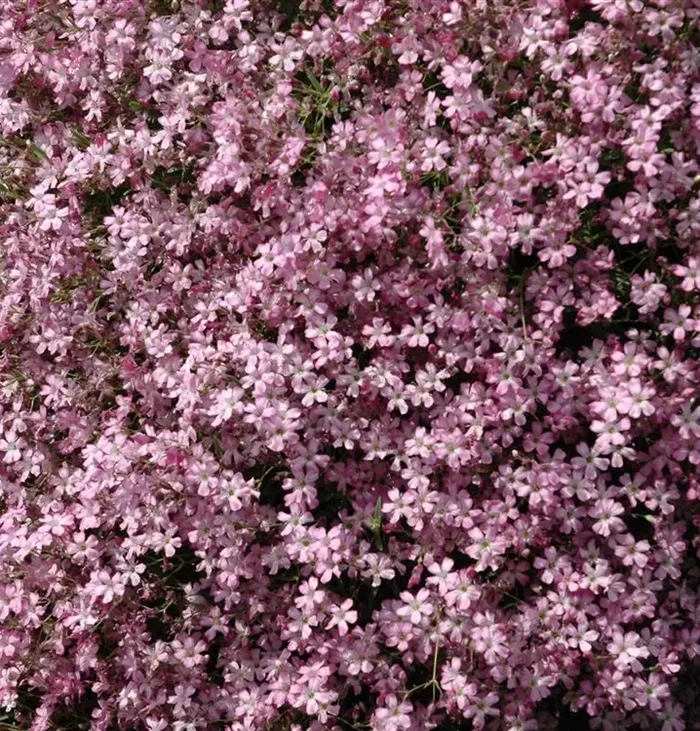 Zwerg-Schleierkraut ‚Filou Rosa‘