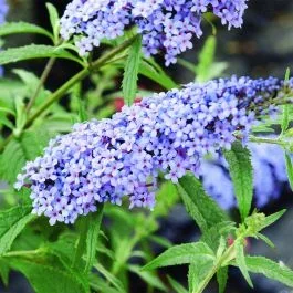 Zwerg-Schmetterlingsflieder (Buddleja davidii) BUZZ Improved Sky Blue