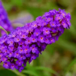 Zwerg-Schmetterlingsflieder (Buddleja davidii) BUZZ Pink Purple