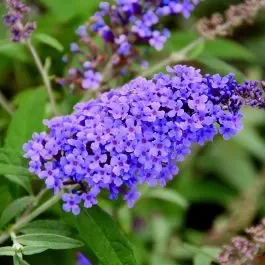 Zwerg-Schmetterlingsflieder (Buddleja davidii) BUZZ Violet