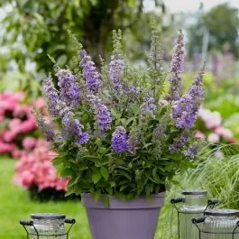 Zwerg-Schmetterlingsflieder (Buddleja davidii) High Five Purple