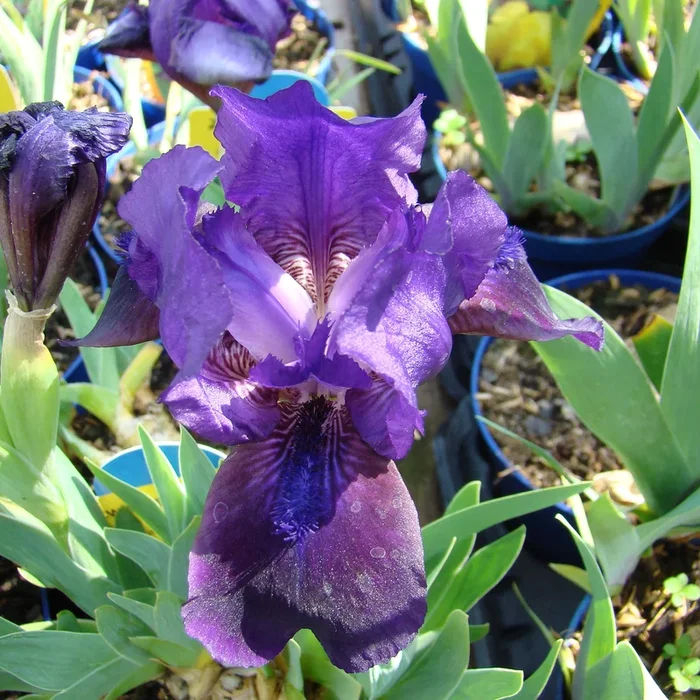 Zwerg-Schwertlilie ‚Dark Crystal‘