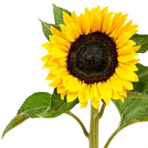Zwerg- Sonnenblume Jaune d’Or