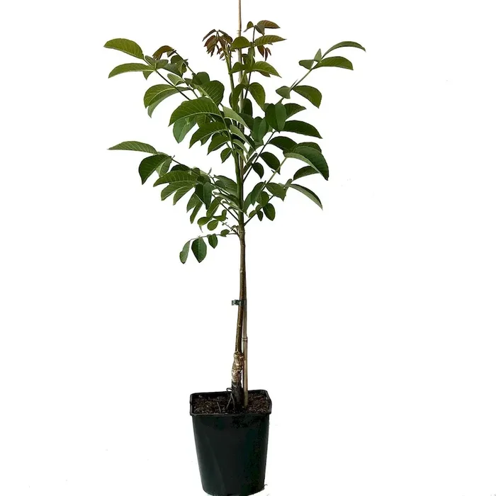 Zwerg Walnussbaum Mini Multiflora Nr. 9 veredelte Walnuss kleinbleibend