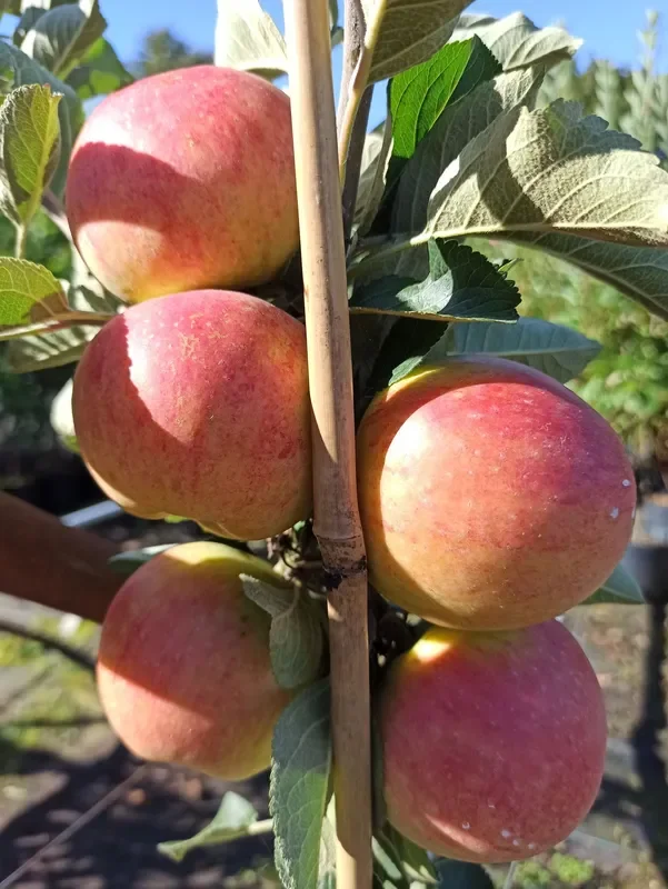 Zwergapfel ‚ Alkmene Linus ‚