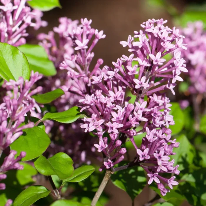 Zwergflieder ‚Palibin‘