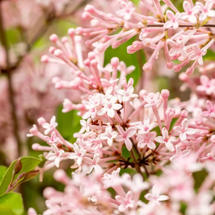 Zwergflieder Bloomerang® ‚Pink Perfume®‘
