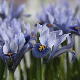 Zwergiris (Iris reticulata ‚Alida‘)