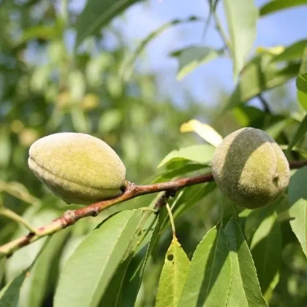 Zwergmandel Zwergbaum