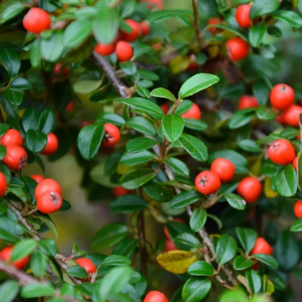Zwergmispel ‚Frieders Evergreen‘