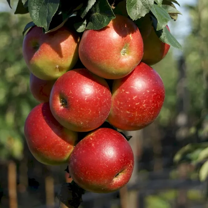 Zwergsäulenapfel 1a-plant Peke ®