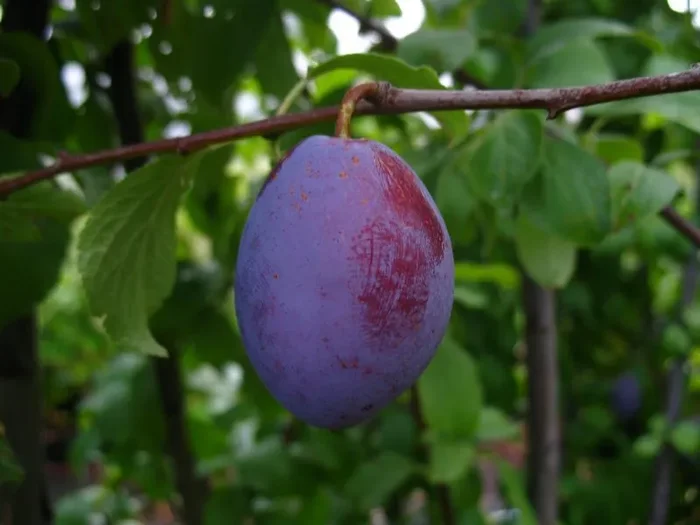 Zwetsche ‚Cacaks Fruchtbare‘ – Buschbaum