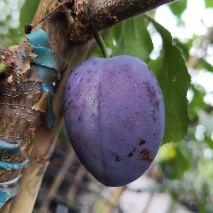 Zwetsche ‚Cacaks Schöne‘