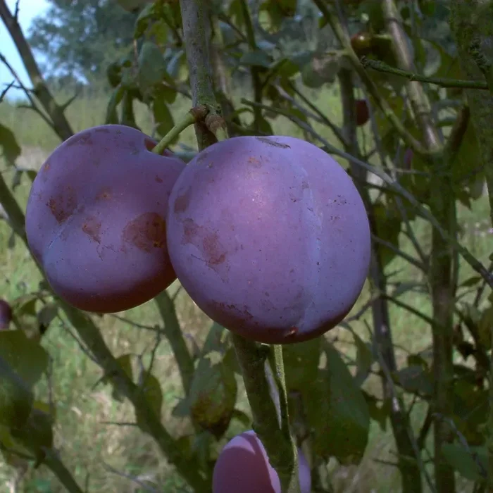 Zwetsche „Bühler Frühzwetsche“