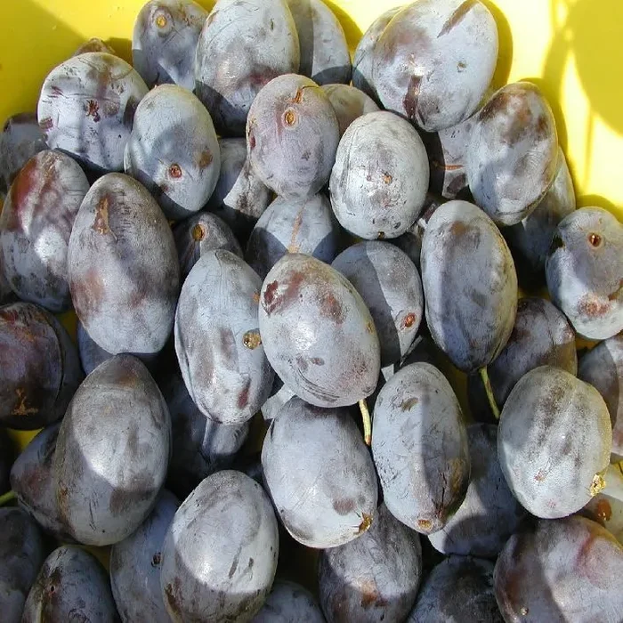 Zwetsche „Fellenberg“