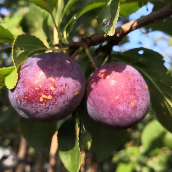 Zwetsche „Kirkespflaume“
