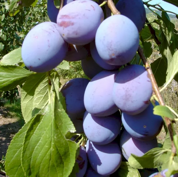 Zwetschenbaum Hanita (S) blau robust Hochstamm mit 180 cm Stamm wurzelnackt Unterlage: St. Julien A
