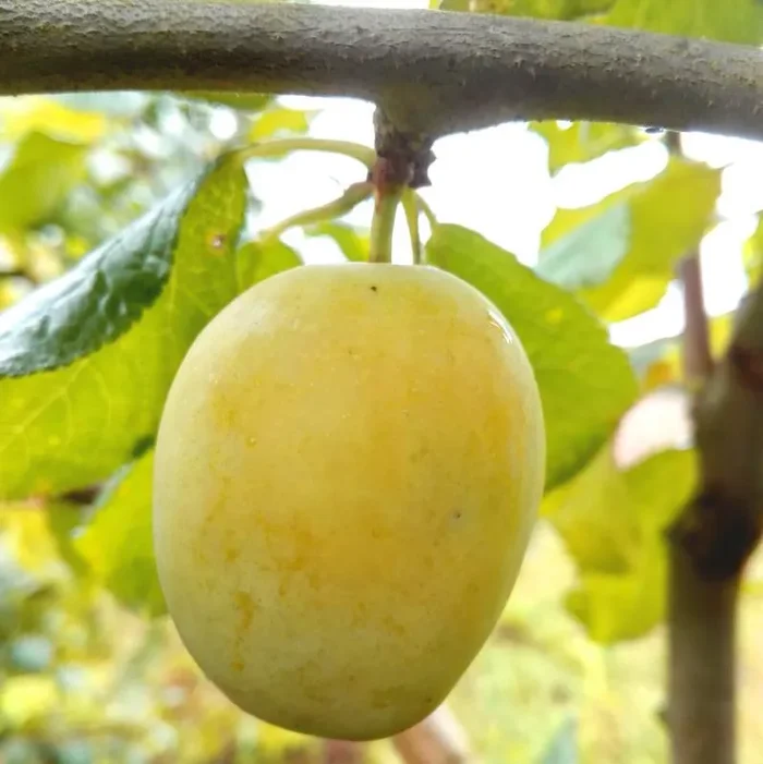 Zwetschge ‚Gelbe Hauszwetsche‘ – Buschbaum – Alte Zwetschgensorte