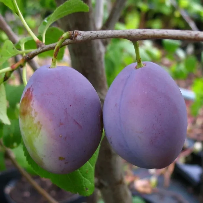 Zwetschge ‚Ortenauer‘ – Buschbaum
