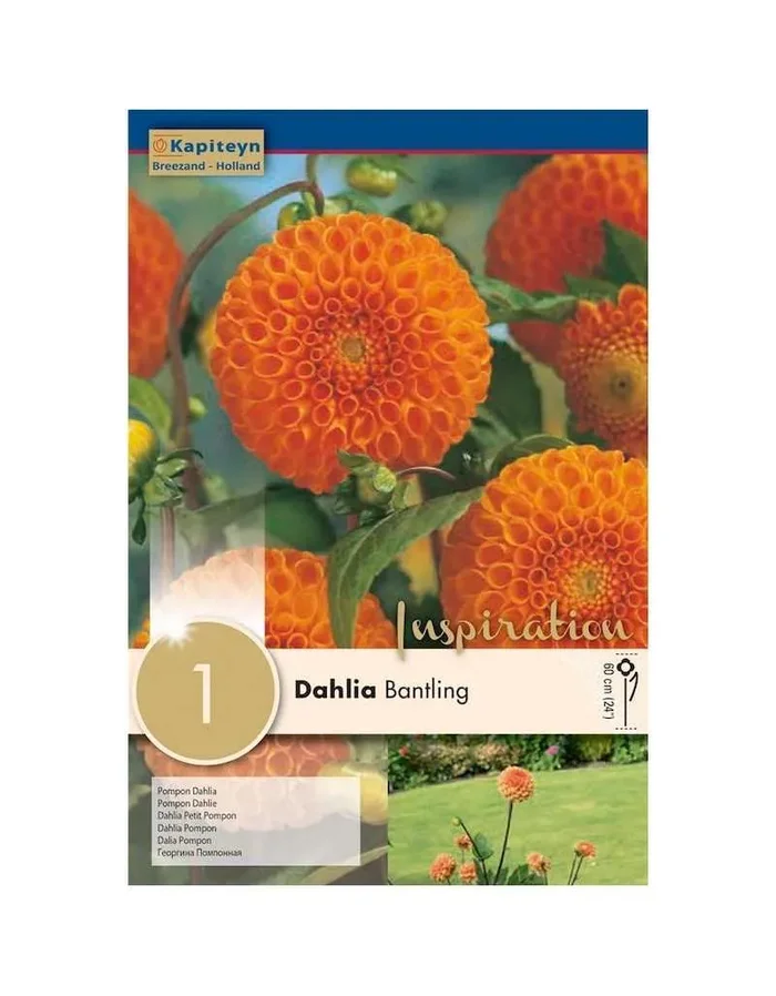 Zwiebel Dahlie Bantling