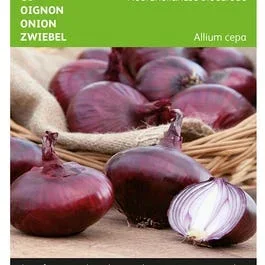 Zwiebel Noordholländische Blutrote