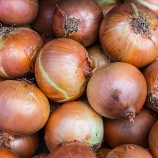 ZwiebelsamenGelbe Laaer