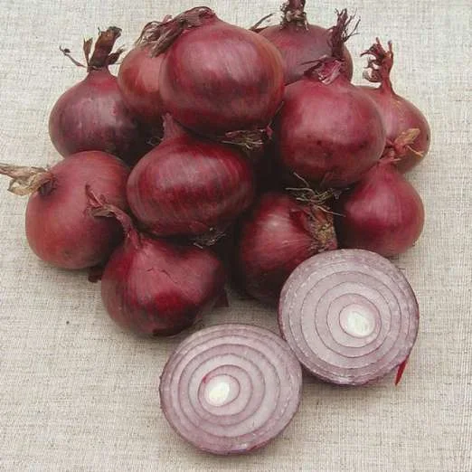 ZwiebelsamenRote Laaer