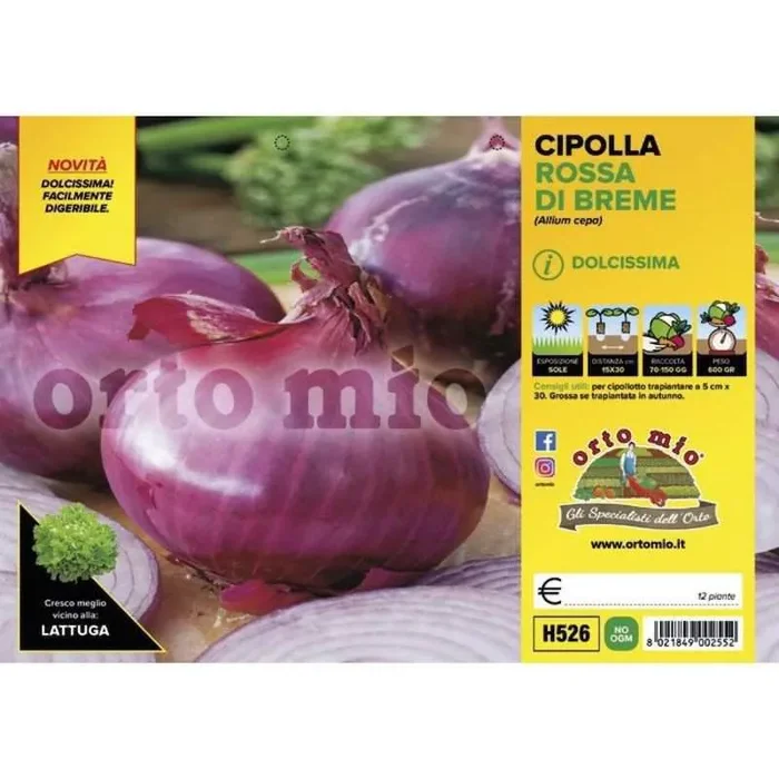 Zwölf Breme Rote Zwiebelpflanzen