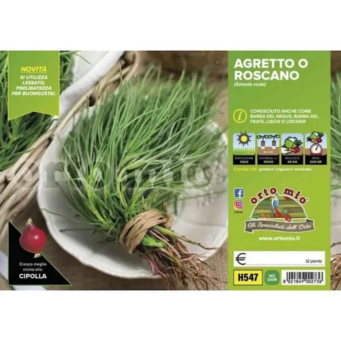 Zwölf Sämlinge von Agretto oder Roscano im Pack