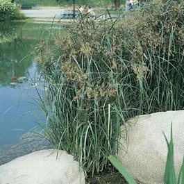 Zypergras (Cyperus longus)