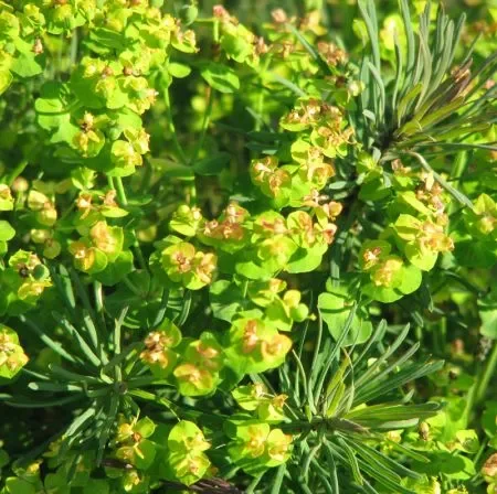 Zypressen-Wolfsmilch (Euphorbia cyparissias) „Bio“